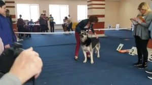 Моно вео Челябинск 15.02.2020 кобели открытый