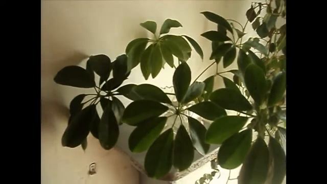 Шефлера (Schefflera) выращивание в домашних условиях.