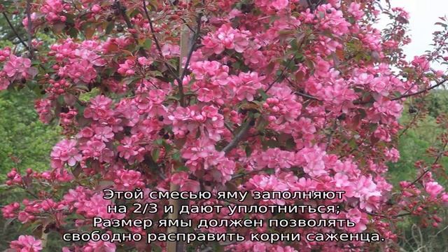 Яблоня Рудольф