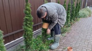 как подготовить к зиме хвойные забор из туй, связывание туй на зиму