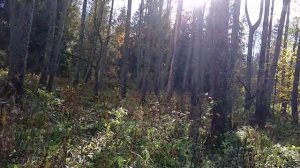 Как приманить кабана к месту вашей охоты ?