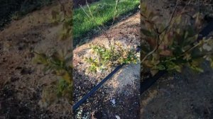 Сколько раз и когда кормить голубику?