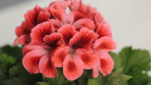 Желтеют листья герани? Выход есть! Причины и лечение смотреть онлайн