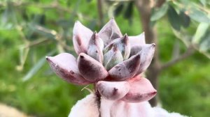 Echeveria ‘Tremolo’