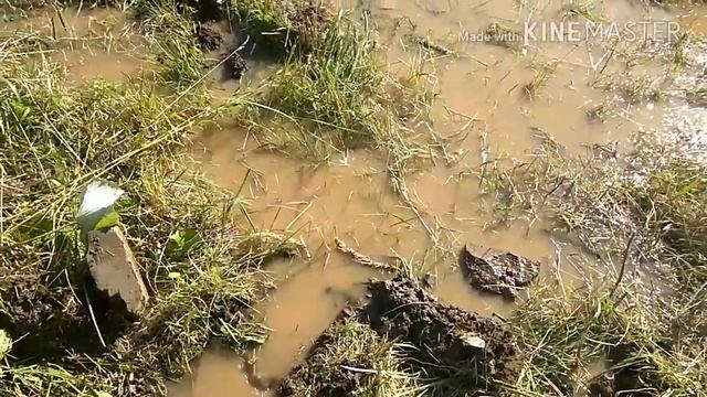 Пошла вода из под фундамента.#верховодка смотреть онлайн