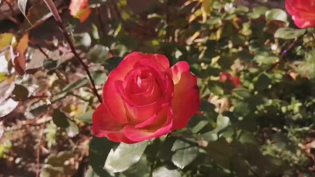 25.10.2021 Наше хозяйство, флора и фауна
