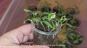 СРОЧНО ПОМОГИ РАССАДЕ СДЕЛАЙ ЭТО СО ВСХОДАМИ  ТОМАТОВ, ПЕРЦА, БАКЛАЖАНОВ