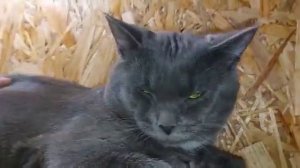 Котик, помесь британской породы в поисках 🙏 любящих сердец 💟 и уютного дома🏘