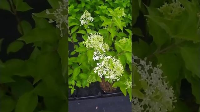 Полив отменяется #клумба #гортензия #климат #созидательноеобщество смотреть онлайн