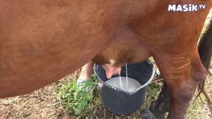 Дойка коровы