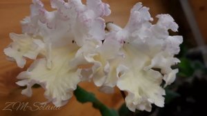 ZM-Solana. Сказка про "гадкого утенка". Стрептокарпусы Новинки!