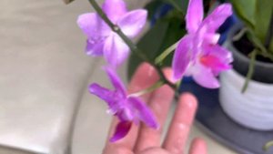 Фаленопсис Пинк Фламинго ? Phalaenopsis Pink Flamingo ?