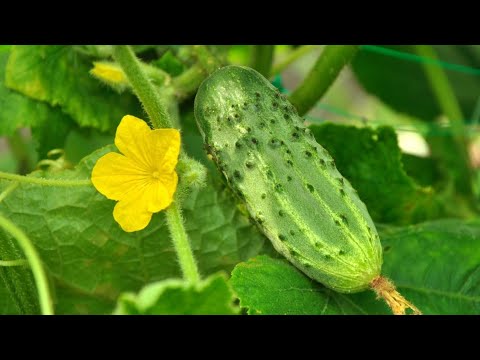 Сею огурцы в июле. [wlbiBOaGn_M] смотреть онлайн