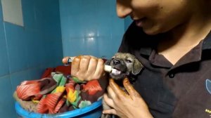 Щенки застряли в смоле и медленно умирали. Спасение животных