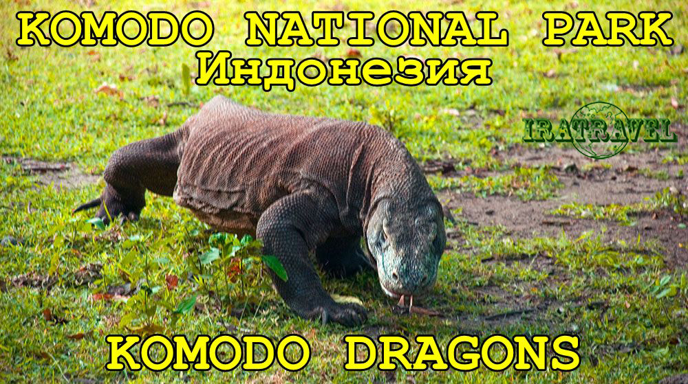 ?? ЭКЗОТИКА: ГИГАНТСКИЕ ВАРАНЫ - ДРАКОНЫ КОМОДО ИНДОНЕЗИЯ ? KOMODO DRAGONS, KOMODO NATIONAL PARK