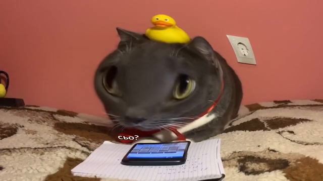 kotiynet RYTP без мата смотреть онлайн