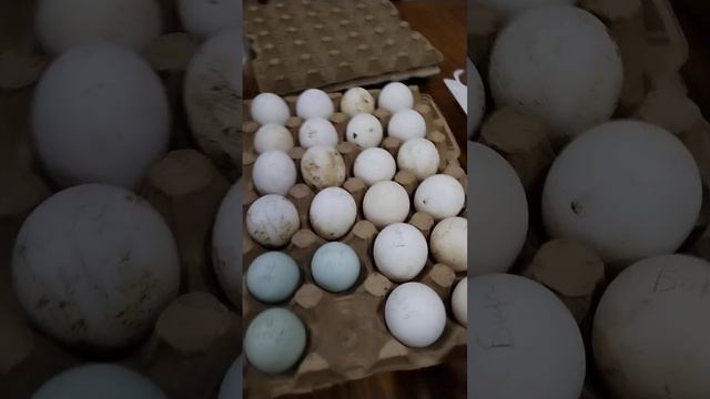 Срочно нужен совет!!!! Стоит ли закладывать грязное инкубационное яйцо в инкубатор? смотреть онлайн