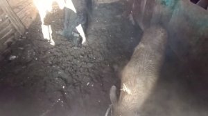 Особенности земляного пола в свинарнике