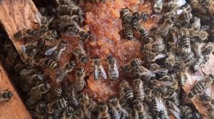 ПЧЁЛЫ ??. С ЧЕГО НАЧАТЬ.ПЧЕЛОВОДСТВО С НУЛЯ.