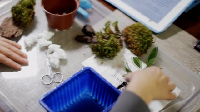 Пересадка Ионоцидиума Попкорн Харури. Ionocidium Popcorn 'Haruri' / Вып. 12 смотреть онлайн