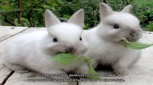 Толкование снов: К чему снится крокодил