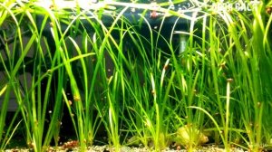 ВАЛЛИСНЕРИЯ АКВАРИУМНОЕ РАСТЕНИЕ ДЛЯ НАЧИНАЮЩИХ! СОДЕРЖАНИЕ, РАЗВЕДЕНИЕ ВАЛЛИСНЕРИИ!