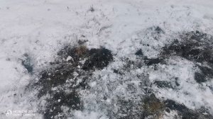 Коп на покосе в снег.