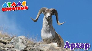 Архар Атлас животных.mp4