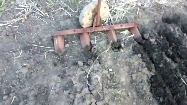 сажалка для лука и чеснока и семян ручная  своими руками
