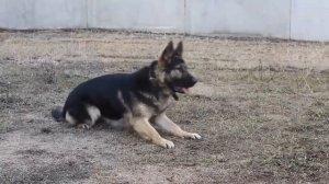 Немецкая Овчарка Лара. Разделы "Послушание", "Защита". German Shepherd. Obedience. Protection.