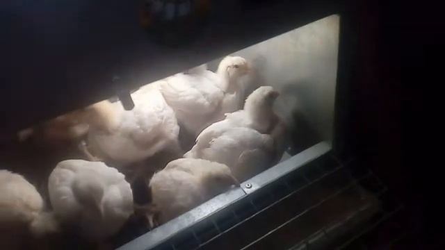 ЦЫПЛЯТАМ БРОЙЛЕРАМ 18 дней. какой вес и сколько стоит зерносмесь. смотреть онлайн