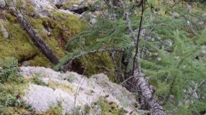 Ягода Брусника ! Собираю в горах Южного Урала !