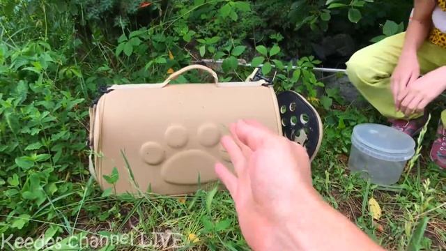 Рыжик знакомится с лягушкой. Странное поведение животных в природе смотреть онлайн