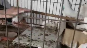 "" 🕊  БОЙНЫЕ ГОЛУБЯТА 2019..ГОД...🕊...ГЕРМАН "" АСТРАХАНЬ  ""