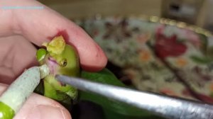 Орхидея наращивает корни, но теряет тургор. Черная гниль на стволе. Омолаживаем орхидею.