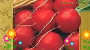 Редис Жара (Редис Zhara). Краткий обзор: Редис Жара описание характеристик, где купить семена Zhara