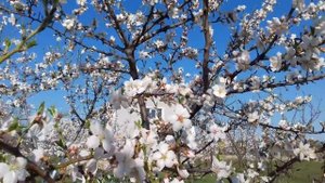 Миндаль - Крымская сакура.