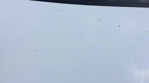 Как очистить машину от тополиных почек