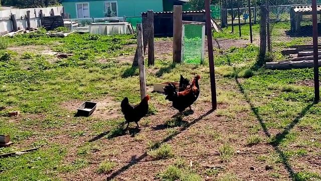 Маран черномедный Гроза подворья!!! смотреть онлайн