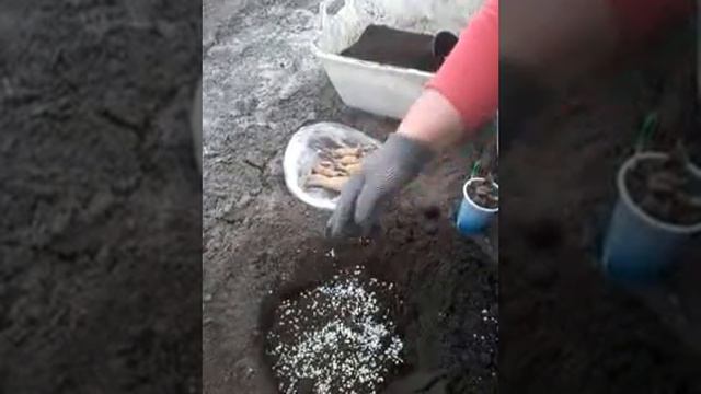 Георгины - посадка. смотреть онлайн