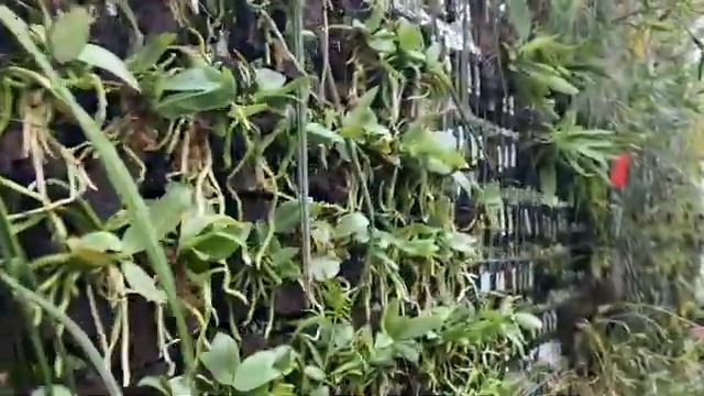 Теплица: Orchids & More Часть 1 смотреть онлайн