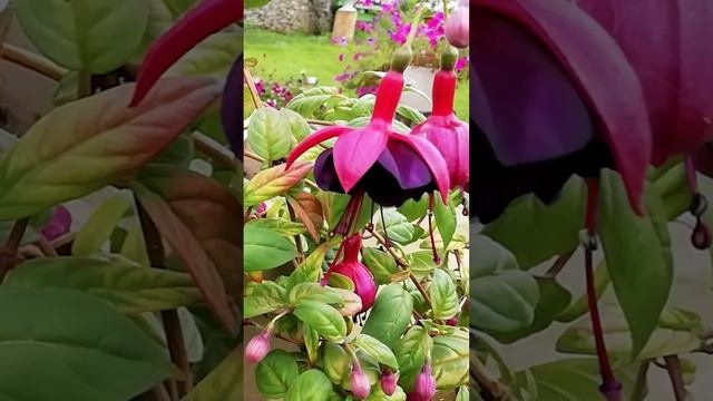 Фуксия (Fuchsia)?