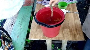 Подкормка рассады помидор после высадки в грунт
