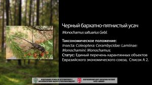 Черный бархатно-пятнистый усач (Monochamus saltuarius Gebler)