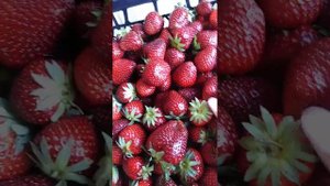Мальвина самый поздний сорт клубники