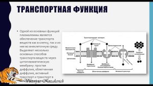 Цитоплазматическая мембрана