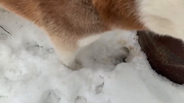 Влог Арчи - Последние снежные дни/Siberian husky смотреть онлайн