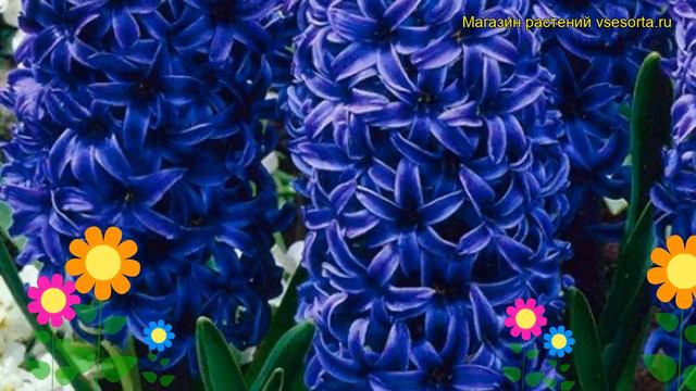 Гиацинт Мэри (Гиацинт Marie). Краткий обзор, описание характеристик, где купить луковицы Marie смотреть онлайн
