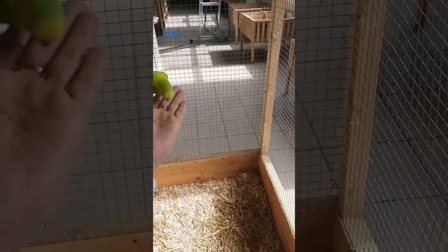 Посетили контактный зоопарк Енотия в Красноярске смотреть онлайн