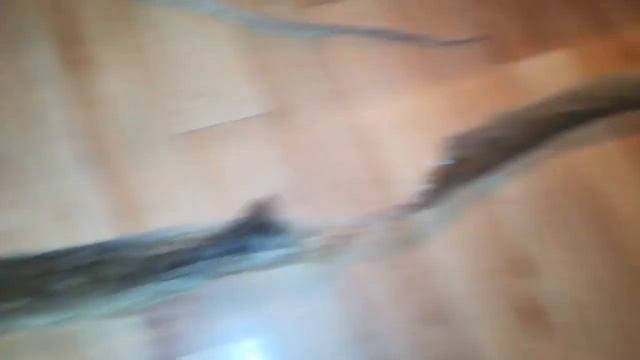 Змея сбросила кожу. Выползок питона смотреть онлайн